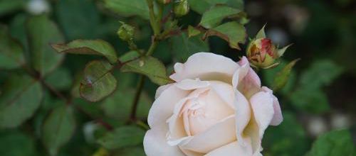 Une rose et un géranium