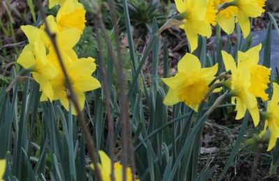 Le printemps au jardin, c'est parti ! 