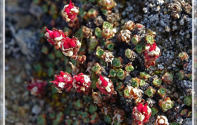 Fructification de Saxifrage à feuilles opposées, Purple saxifrage, Purple mountain saxifrage, Opposite-leafed saxifrage, Aupilattunnguat (Saxifraga oppositifolia) - Dundas Harbour - Nunavut - Canada