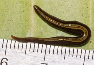Plathelminthes