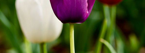 La tulipe