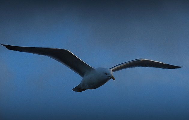 Chapitre 6: l'oiseau du bord de mer