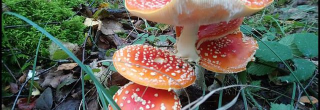 Rambouillet : Champignons du Parc du château