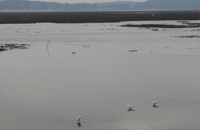 EB - Oiseaux au bord du Bassin d'Arcachon - janvier 2024...