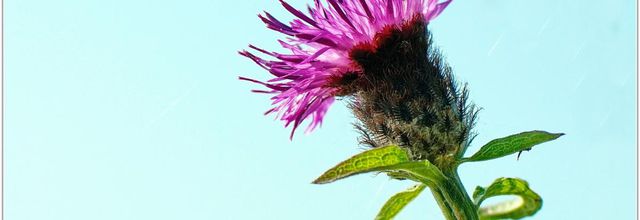 Centaurée Noire (2) - Centaurea nigra