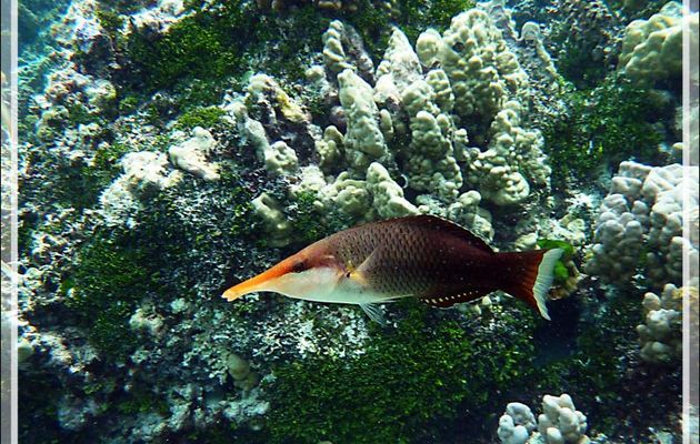 Gomphose vert ou Labre oiseau, Bird wrasse (Gomphosus varius) femelle et mâle - Jardin de corail - Motu Tautau - Taha'a - Polynésie française