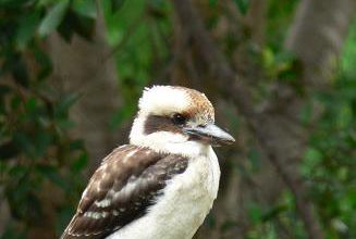Kookaburra