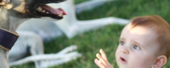 Un bébé amoureux des whippets