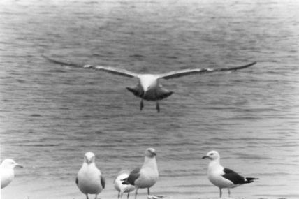 Voyage aux Pays de Werner...  Pour parler aux mouettes