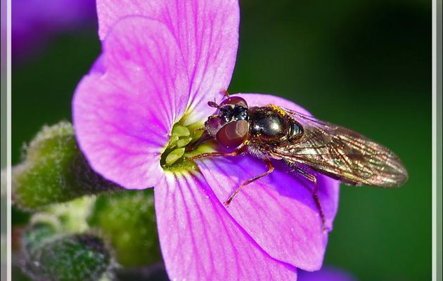 Test de lentille macro Raynox M150 sur Sony RX10 M3 : minuscule mouche syrphe