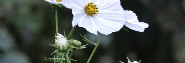Petit billet du jour programmé  @ demain  Sur la blogosphère 