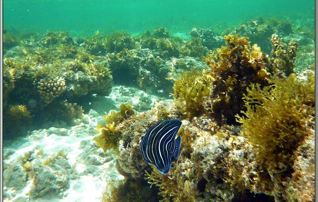 Poisson-ange à demi-cercles juvénile (Pomacanthus semicirculatus) - Anse Marie-Louise - Mahé - Seychelles