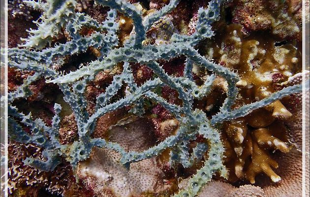 Éponge épineuse bleue, Éponge ramifiée à piquants, Spiky sponge (Gelliodes fibulata) - Betaniazo - Tsarabanjina - Mitsio - Madagascar