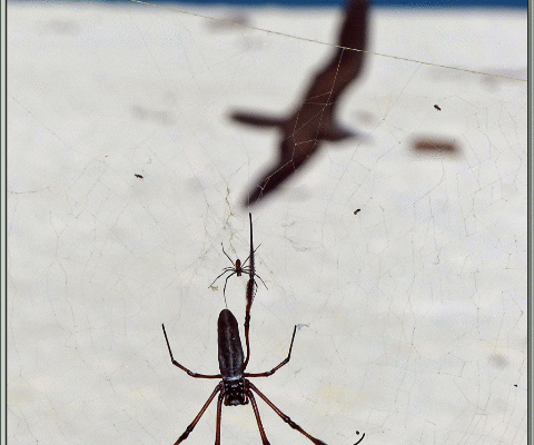 Néphile dorée (Nephila inaurata) : comparaison entre la femelle et le mâle - Bird Island - Seychelles