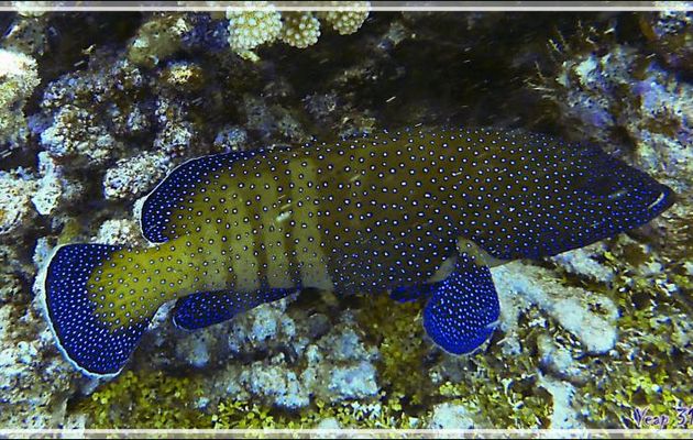 Mérou paon ou Mérou céleste ou Vieille cuisinière, Peacock hind or Peacock grouper (Cephalopholis argus) -  Passe sud Tumakohua - Atoll de Fakarava - Tuamotu - Polynésie française