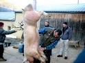On tue le cochon