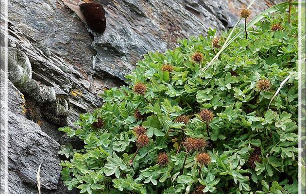 Lampourde Magellan (Acaena magellanica) - Whistle Cove - Fortuna Bay - Géorgie du Sud