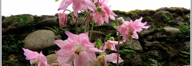 FLEURS  PRINTANIERES  DU  JARDIN 2024