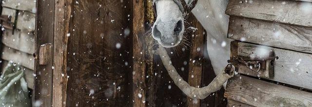 Conscience animale