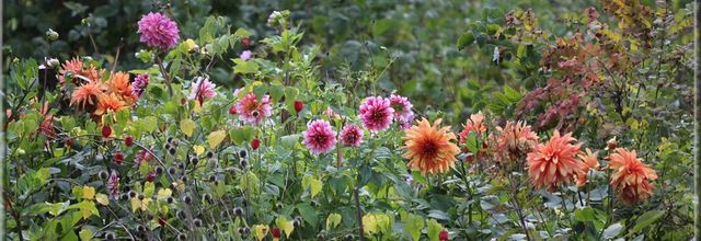 Dahlias au jardin