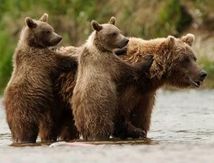 Cohabiter avec les Loups et les Ours... en France