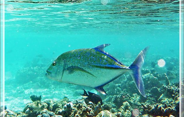 Carangue bleue, Carangue à ailes bleues, Carangue étoilée, Bluefin trevally (Caranx melampygus) - Moofushi - Atoll d'Ari - Maldives