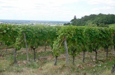 CR / RANDO 15 / LOUPIAC - Domaine de PEYTOUPIN