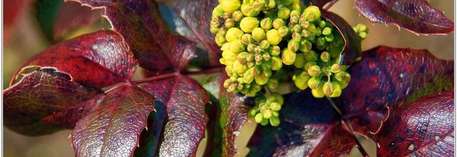 Mahonia à feuilles de Houx (1) - Mahonia aquifolium