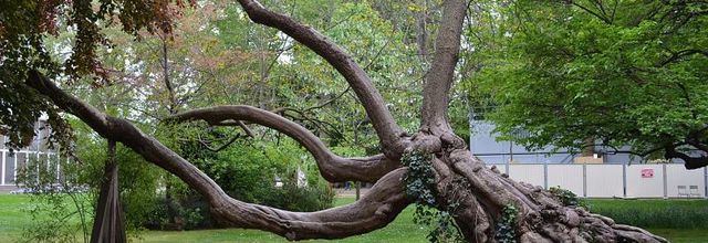 Jardin du Luxembourg : Campagne décennale d'abattage et de plantation d'arbres