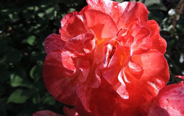 une rose à Pellegrue (33)