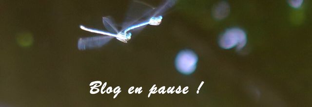 Blog en pause 
