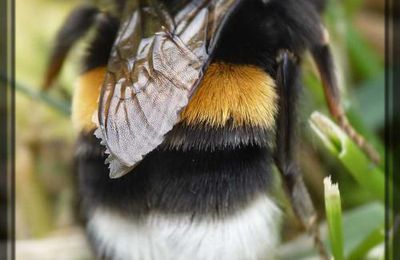 Bombus du groupe terrestris, le bourdon à cul blanc
