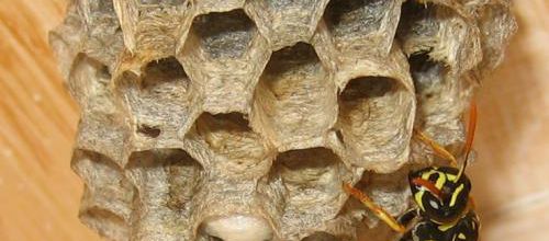 Polistes