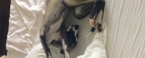 Et encore un whippet en mauvaise posture!