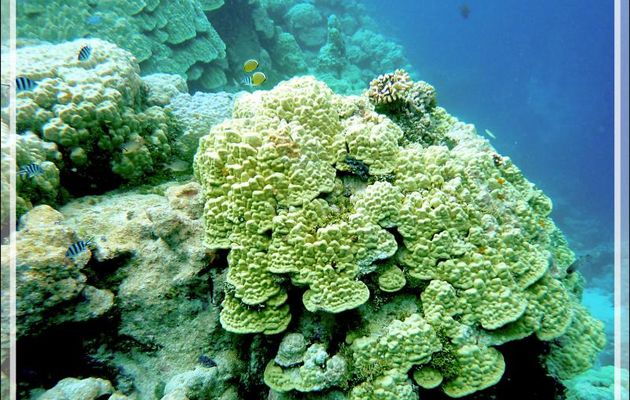 Vues sous-marines : merveilleux coraux - Atoll de Fakarava - Tuamotu - Polynésie française