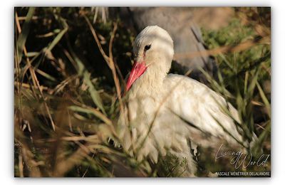 Cigognes blanches sédentaires