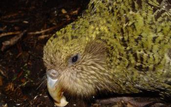Le kakapo