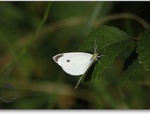  Piéride de la rave (Pieris rapae) - Pieridae