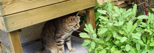 Dimanche c'est Chat