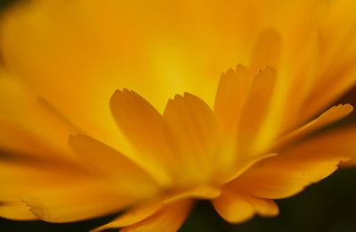 Du soleil au Jardin