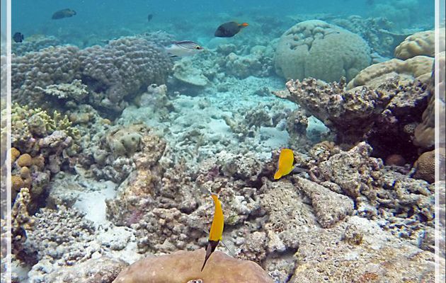 Snorkeling : Poisson-pincette jaune, Chelmon à long bec, Longnose butterflyfish (Forcipiger flavissimus) - Moofushi - Atoll d'Ari - Maldives
