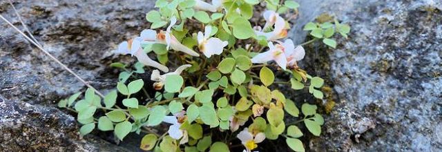 Sarcocapnos enneaphylla  -  fumeterre à neuf feuilles