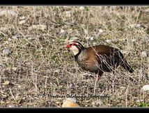 Perdrix rouge - Alectoris rufa