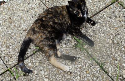 Dimanche c'est chat