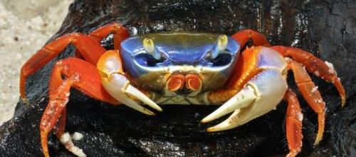 Histoire de crabe