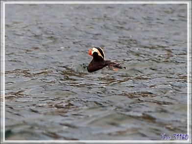 Macareux huppé, Tufted Puffin (Fratercula cirrhata) et Macareux moine, Atlantic Puffin (Fratercula arctica) - Ukivok - King Island (Ugiuvak) - Détroit de Béring - Alaska
