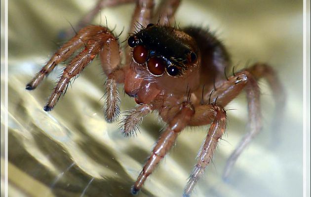 Araignée sauteuse (Saitis barbipes) femelle - La Couarde-sur-Mer - Île de Ré - 17