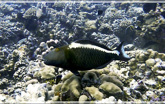 Poisson-perroquet bicolore femelle, Bicolor parrotfish or Spotted parrotfish (Cetoscarus ocellatus) - Passe Tumakohua - Fakarava sud - Tuamotu - Polynésie française