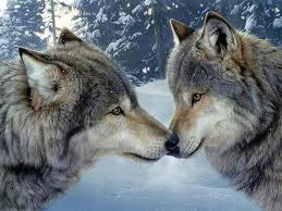 Le loup