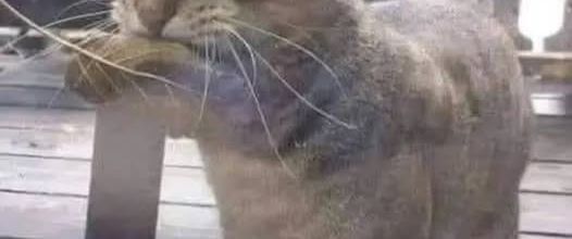 Le chat à la feuille de poissons